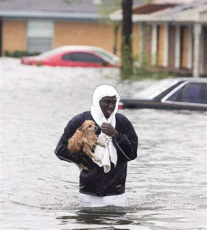Abandoned Pets In Hurricane Harvey — Pics
