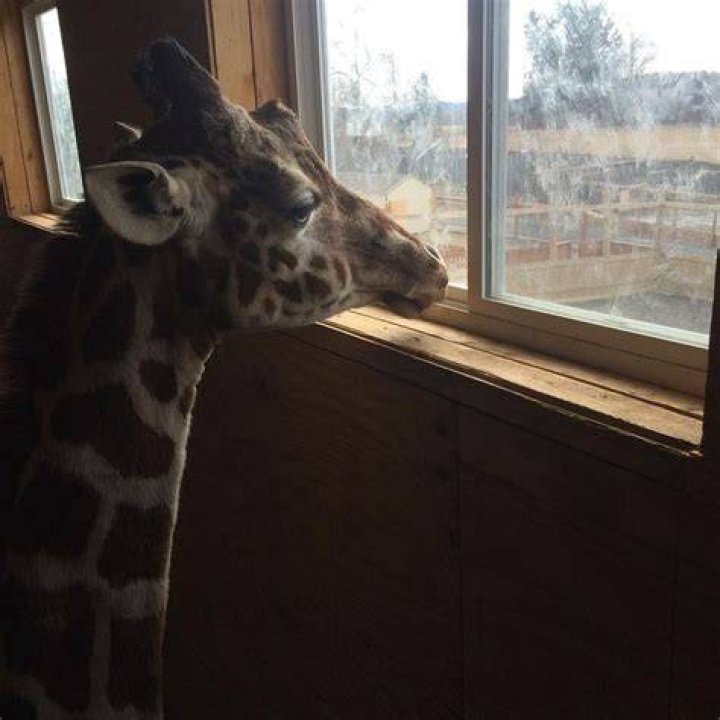 April The Giraffe — PICS