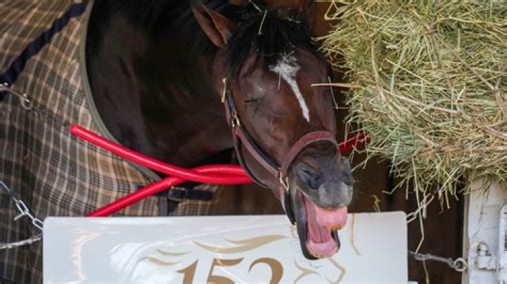 Belmont Stakes — PICS