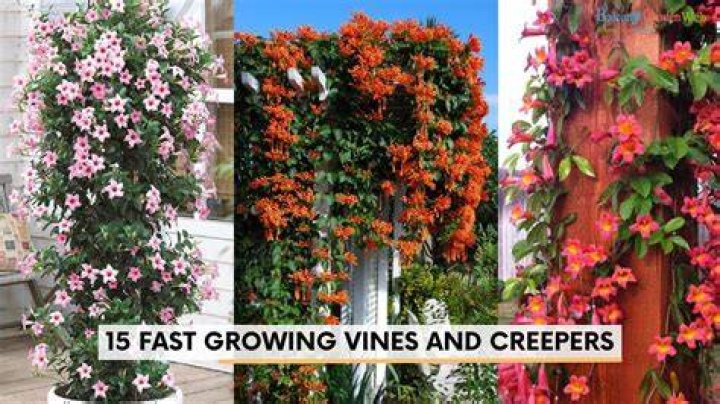Best Vines Of All Time — PICS