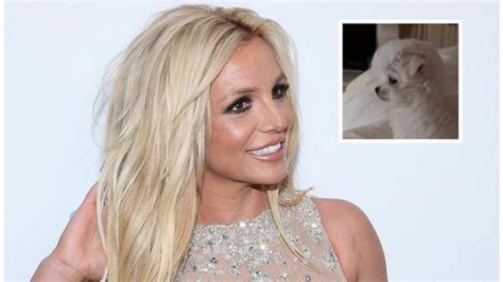 Britney Spears Introduces New Puppy Snow In Instagram Video – Hollywood Life