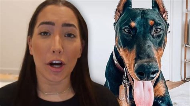 Brooke Houts: Could The Youtube Star, 20, Face Jail Time After Hitting Her Dog — Lawyer Explains