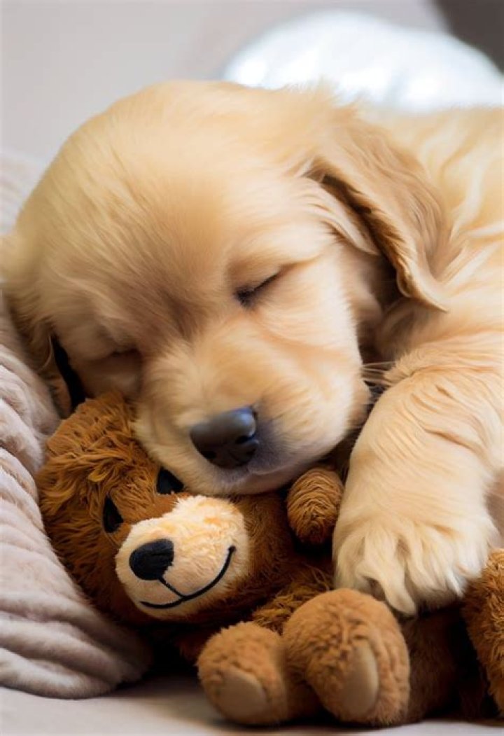 Chris Brown Has Found A New Love — Meet His Adorable Puppy
