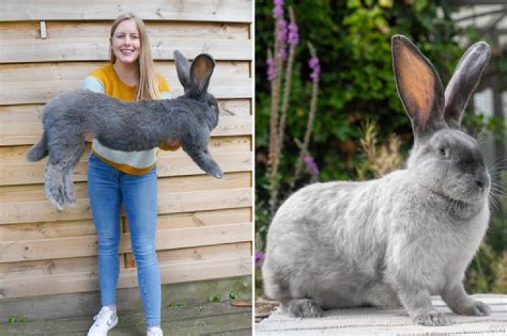 Dom Whalley Delivers Some ‘Positivity’ With Help From A Giant Rabbit Head In New ‘Ride’ Video