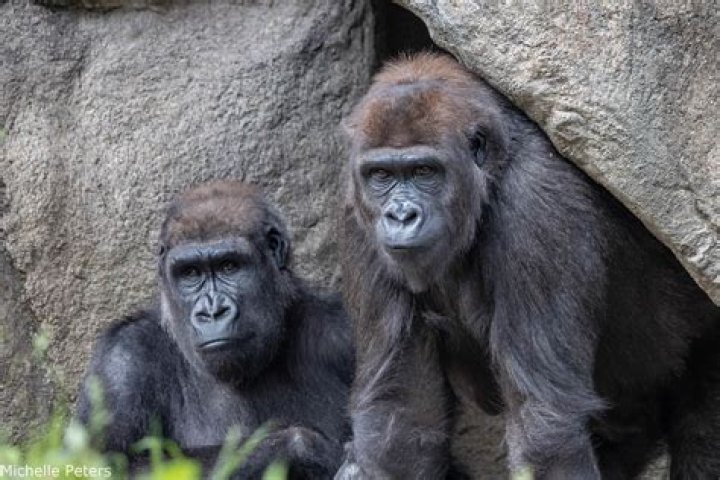 Gorilla At Cincinnati Zoo — PICS