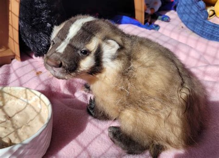 Johnny Depp Snuggles Orphaned Badger At Wildlife Rescue 1 Day After Trial Verdict