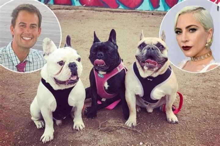 Lady Gaga’s French Bulldogs Returned After Terrifying Dognapping & Shooting
