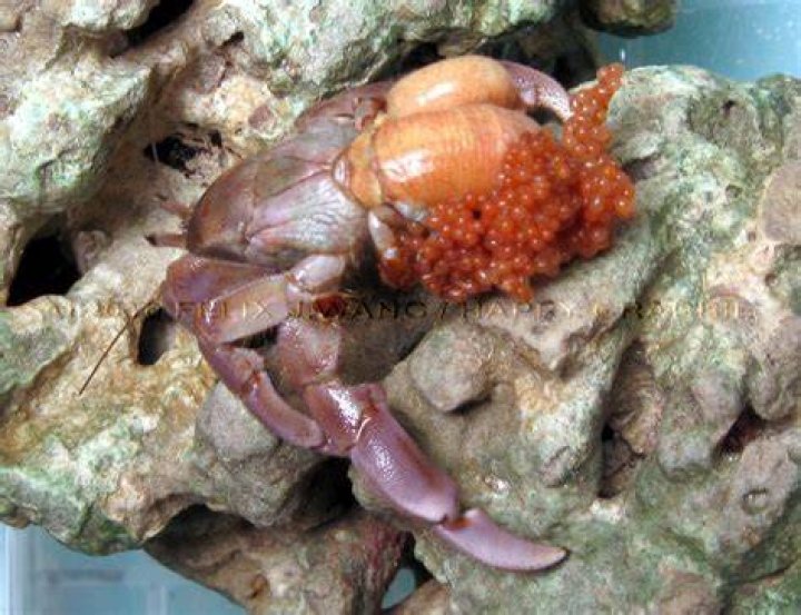 Nanny Faye & Chase Go Gambling On Hermit Crabs – Hollywood Life