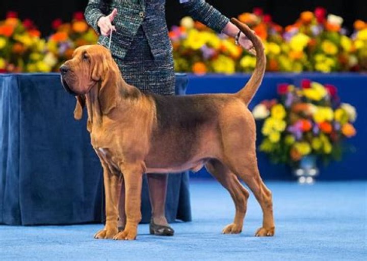Nathan The Bloodhound Wins The 2014 National Dog Show