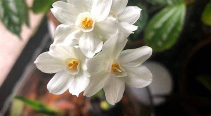 Paperwhite — PICS