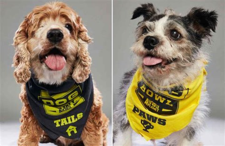 Puppy Bowl 2018: See All The Cute Dogs — Pics