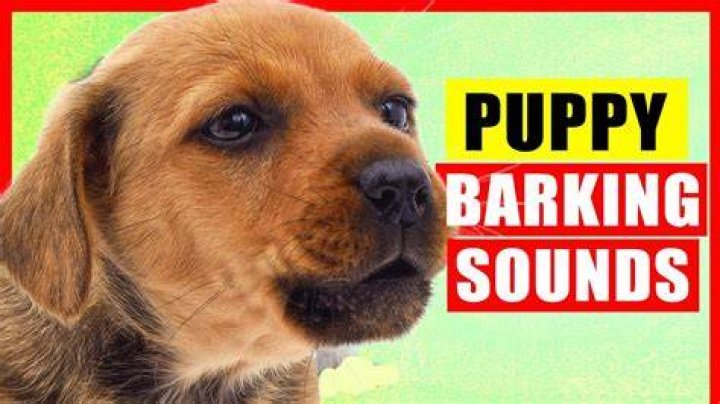 SUPER SWOLLEN — Them Dogs Are Barking – Hollywood Life