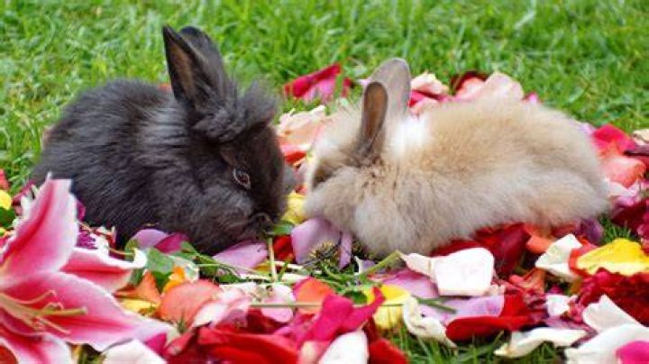 The Most Shocking Bunnies – Hollywood Life